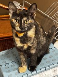 Found/Stray Female Cat last seen State Road 3, S Old Rd, IN 47302