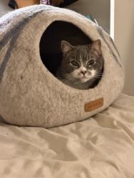 Reunited Male Cat last seen Bleecker and Bedford Streets, New York, NY 10014
