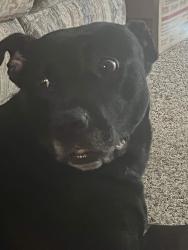 Found/Stray Female Dog last seen Calumet valparaiso Indiana, Valparaiso, IN 46383