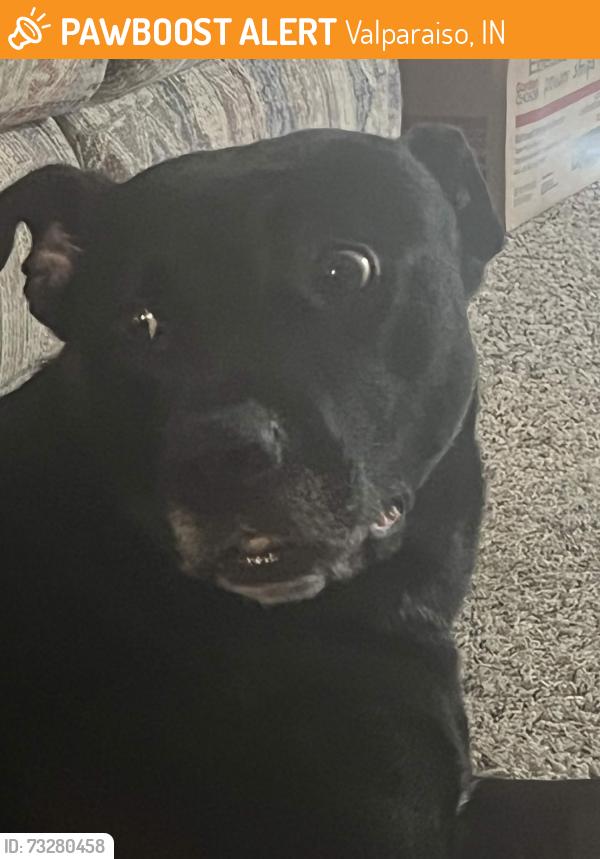 Found/Stray Female Dog last seen Calumet valparaiso Indiana, Valparaiso, IN 46383