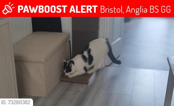 Lost Male Cat last seen Broudbury rd police station knowl bristol, Bristol, Anglia BS4 1GG