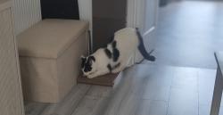 Lost Male Cat last seen Broudbury rd police station knowl bristol, Bristol, Anglia BS4 1GG