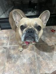 Lost Female Dog last seen Holly ridge rd, Denham Springs, LA 70726