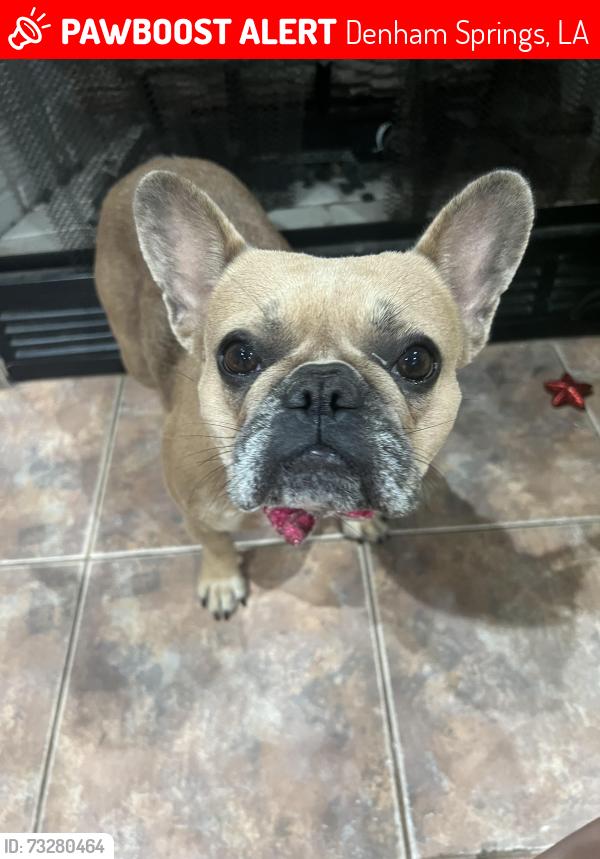Lost Female Dog last seen Holly ridge rd, Denham Springs, LA 70726