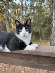 Reunited Male Cat last seen Deer run rd, Montgomery County, TX 77356