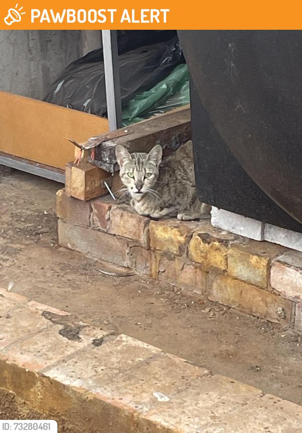 Found/Stray Unknown Cat last seen The building that subway is on, West Midlands, England 
