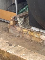Found/Stray Unknown Cat last seen The building that subway is on, West Midlands, England 