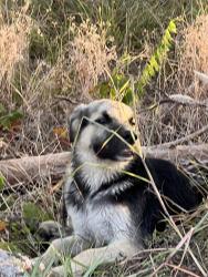 Found/Stray Unknown Dog last seen Clubcreek and Country Creek Dr, Houston, TX 77036