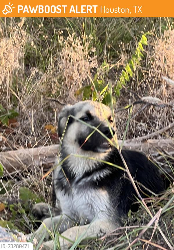 Found/Stray Unknown Dog last seen Clubcreek and Country Creek Dr, Houston, TX 77036
