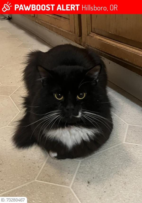 Lost Male Cat last seen Near NE 21st avenue hillsboro Oregon, Hillsboro, OR 97124