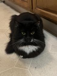 Lost Male Cat last seen Near NE 21st avenue hillsboro Oregon, Hillsboro, OR 97124