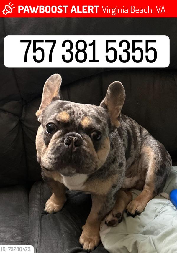 Lost Male Dog last seen Newtown, Campus East, Virginia Beach, VA 23462