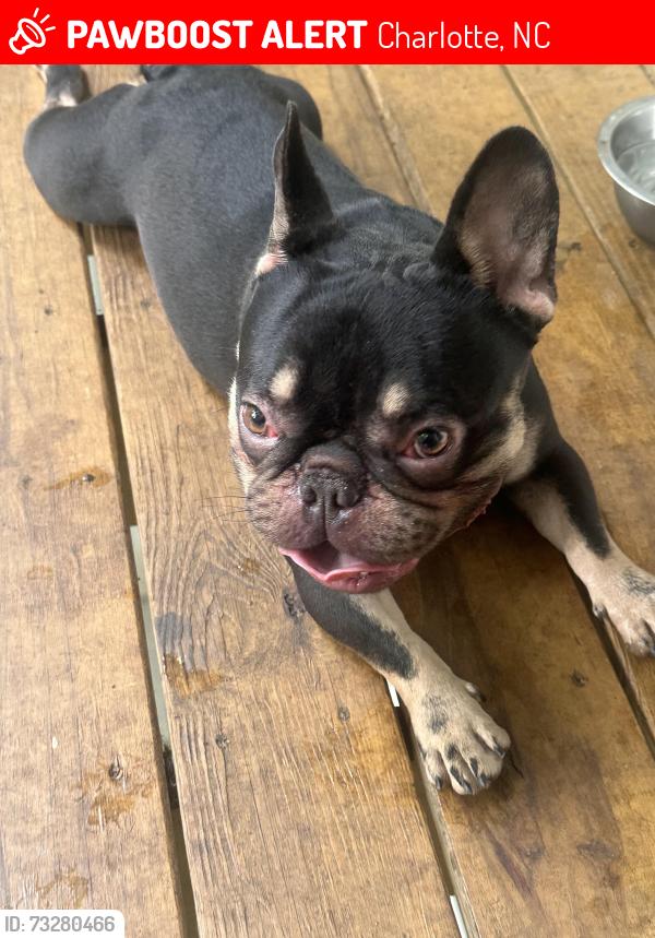 Lost Male Dog last seen Regal oaks and Albemarle rd, Charlotte, NC 28212