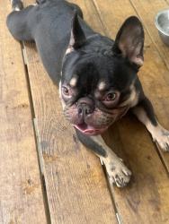 Lost Male Dog last seen Regal oaks and Albemarle rd, Charlotte, NC 28212