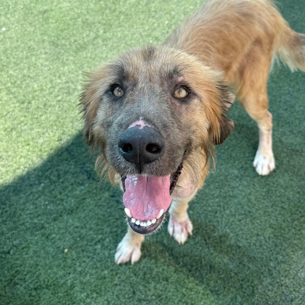 Shelter Stray Male Dog last seen , 2350 Appling City Cove, Memphis, TN 38133, USA