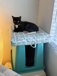 Reunited Male Cat last seen East 20th B Ave. national city, National City, CA 91950