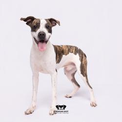 Shelter Stray Male Dog last seen , 3607 N Armenia Ave, Tampa, FL 33607, USA