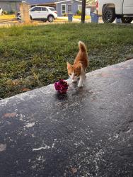 Found/Stray Unknown Cat last seen Deep baller Dr, San Antonio, TX 78242