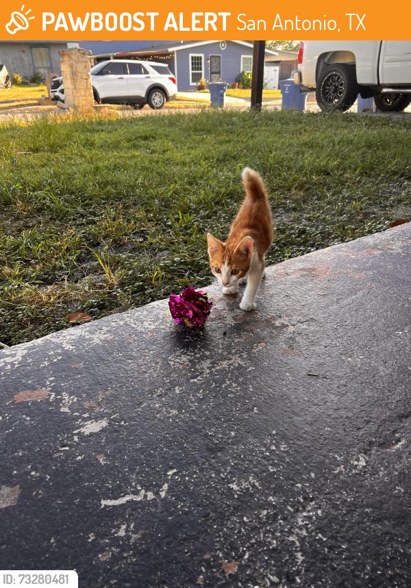 Found/Stray Unknown Cat last seen Deep baller Dr, San Antonio, TX 78242