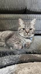 Lost Male Cat last seen SK15 1AH, Greater Manchester, England SK15 1AH