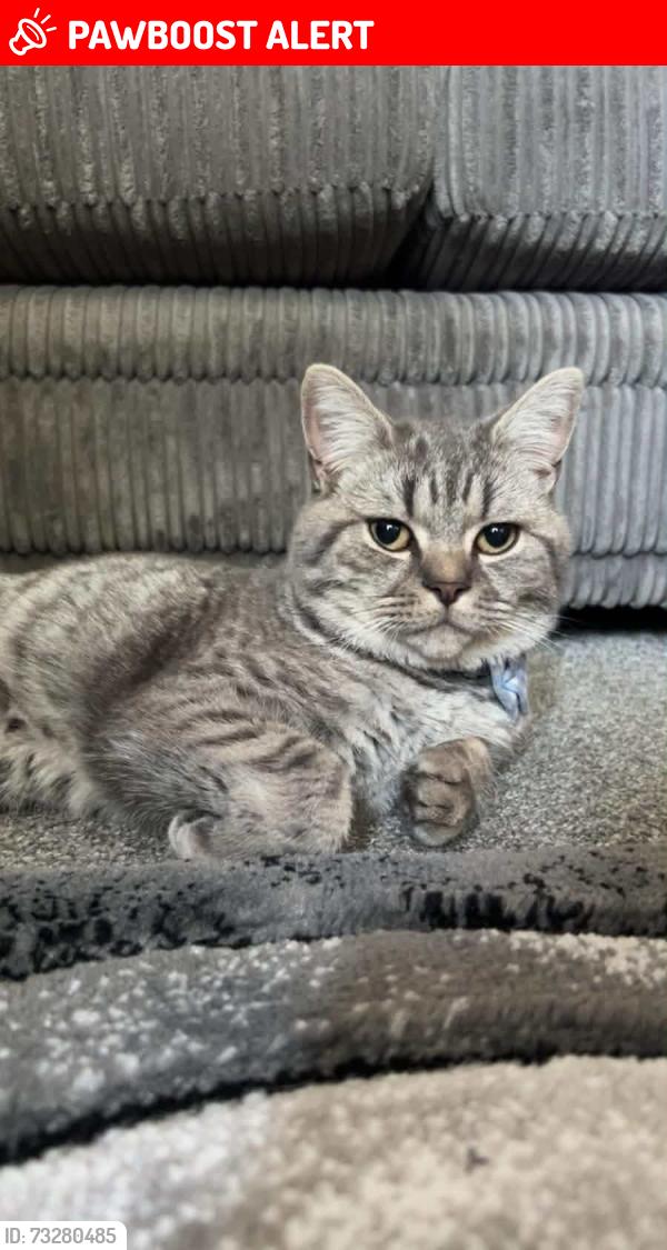 Lost Male Cat last seen SK15 1AH, Greater Manchester, England SK15 1AH