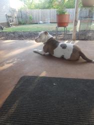 Found/Stray Female Dog last seen SE 24th and Glenn ave, Del City, OK 73115