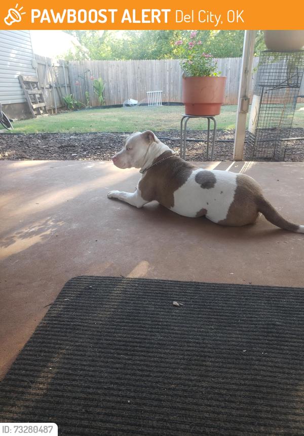 Found/Stray Female Dog last seen SE 24th and Glenn ave, Del City, OK 73115