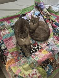 Reunited Male Cat last seen Weston and Eglinton, Toronto, ON M6N 4L2