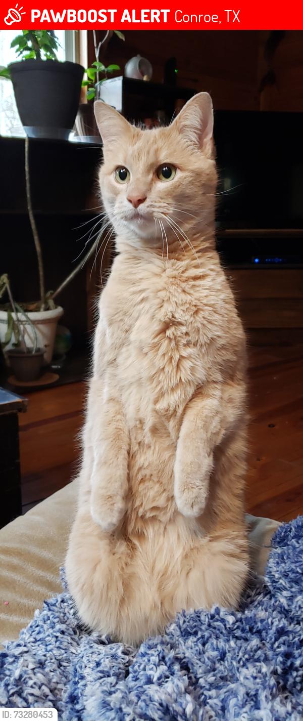 Lost Male Cat last seen Hwy 3083, Conroe, TX 77306