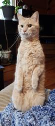 Lost Male Cat last seen Hwy 3083, Conroe, TX 77306
