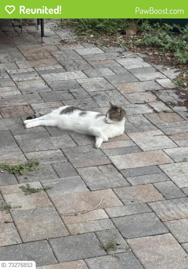 Reunited Female Cat last seen Hamlin and Walsingham, Largo, FL 33774