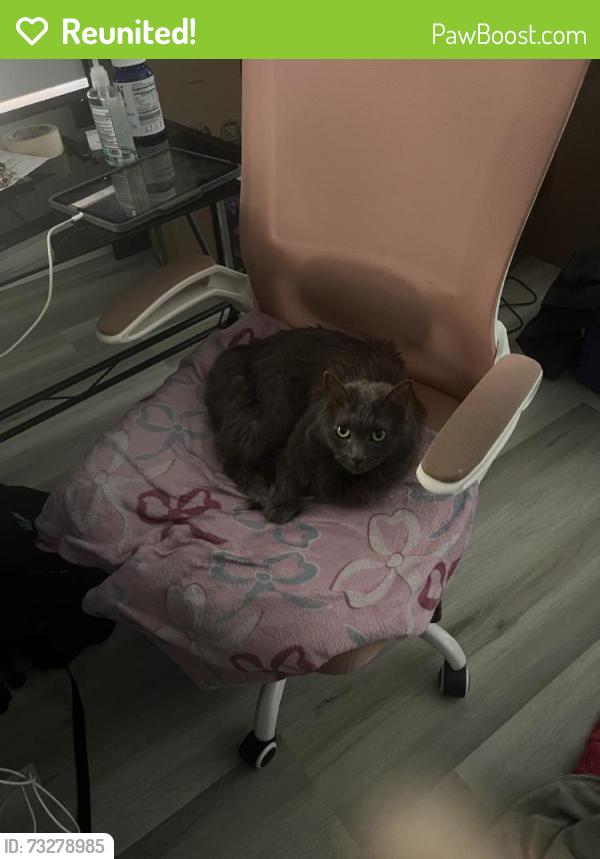 Reunited Female Cat last seen Near Springfield Ln, Rowlett, TX 75088, USA, Rowlett, TX 75088