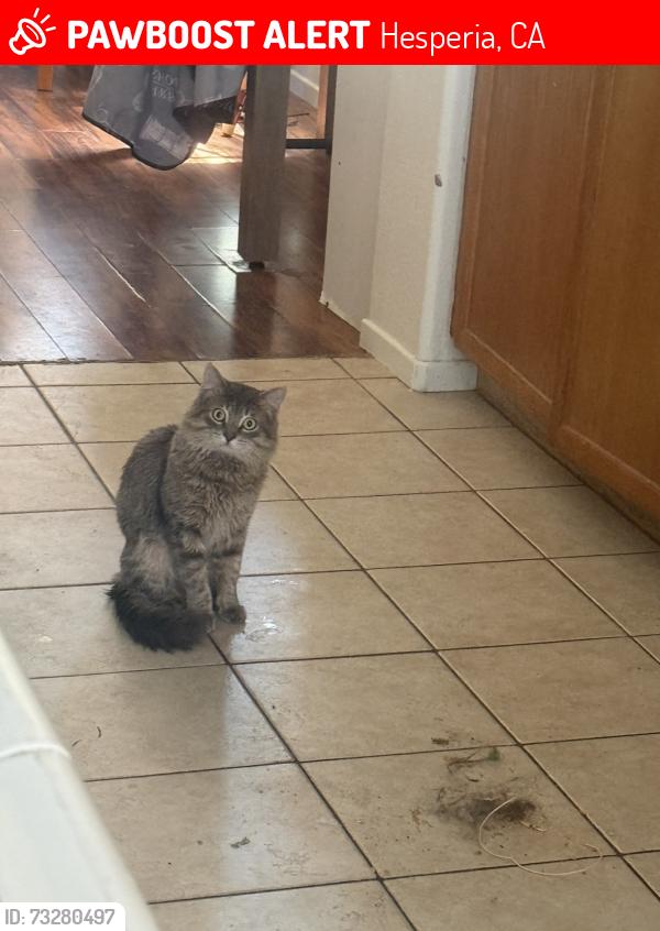 Lost Male Cat last seen Mission crest park, Hesperia, CA 92344