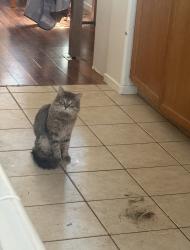Lost Male Cat last seen Mission crest park, Hesperia, CA 92344