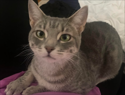 Reunited Male Cat last seen Jennifer Oaks Cir & Jennifer Oaks Dr, Alpharetta, GA 30004