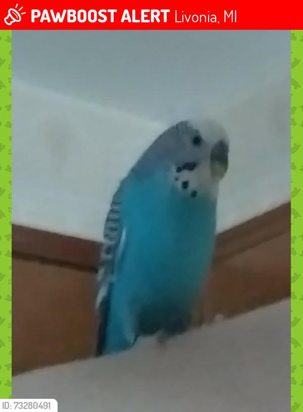 Lost Male Bird last seen 5 Mile near Middlebelt/Inkster Foch Street, Inkster, MI 48141