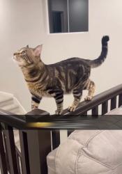 Lost Male Cat last seen E 99th pl, Commerce City, CO 80022