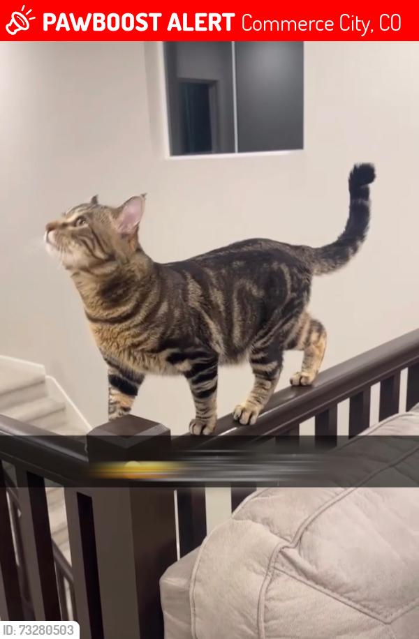 Lost Male Cat last seen E 99th pl, Commerce City, CO 80022