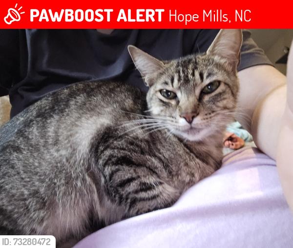 Lost Female Cat last seen Inside cat snuck away from home on Spinner Rd., Hope Mills, NC 28348