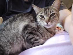 Lost Female Cat last seen Inside cat snuck away from home on Spinner Rd., Hope Mills, NC 28348