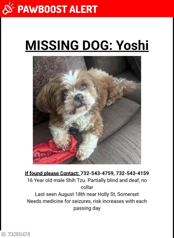 Lost Male Dog last seen Holly Street in Somerset NJ, Franklin Township, NJ 08873