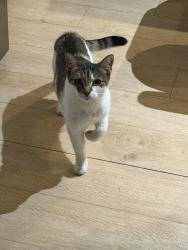Found/Stray Unknown Cat last seen St Henri, Notredame with Courcelle, Montréal, QC H4C 3B7