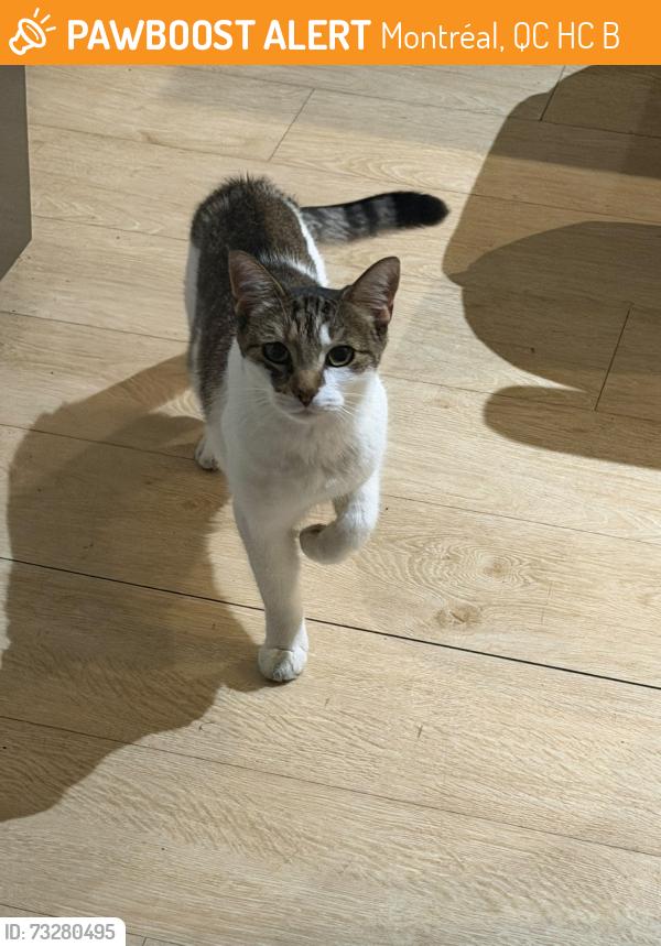 Found/Stray Unknown Cat last seen St Henri, Notredame with Courcelle, Montréal, QC H4C 3B7