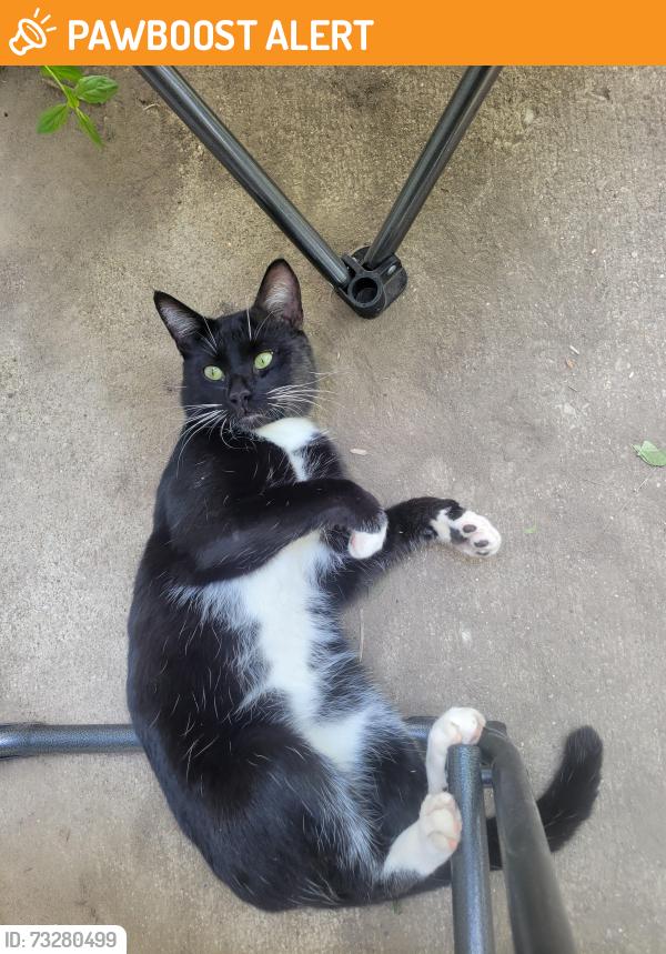 Found/Stray Male Cat last seen White Oak ests, Mount Morris Township, MI 48458