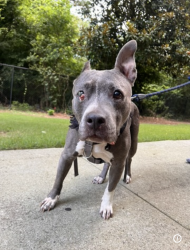 Lost Female Dog last seen Near Springleaf Pt Stone Mountain GA 30083 United States United States, Stone Mountain, GA 30083