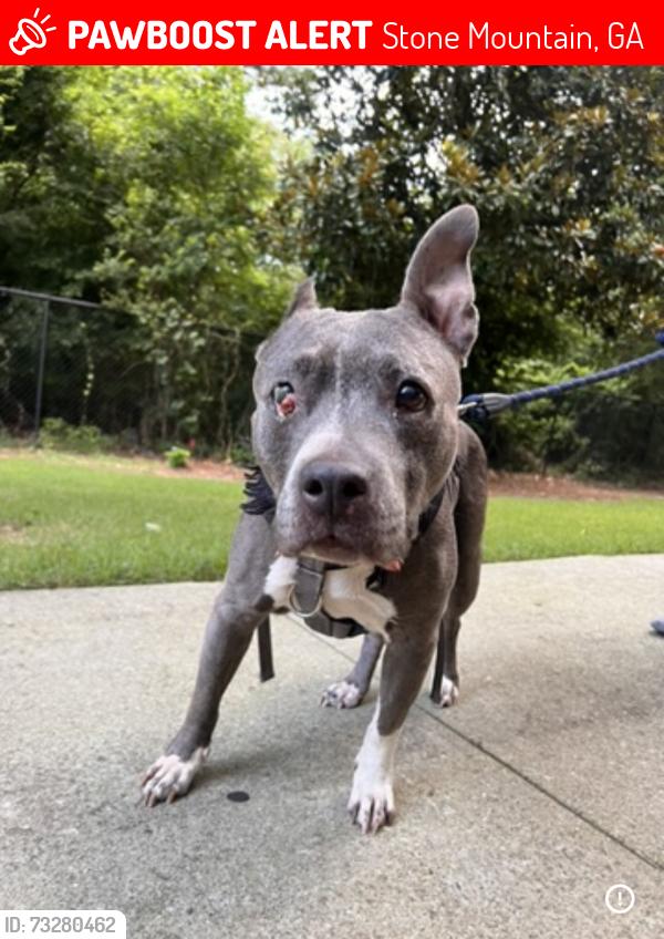 Lost Female Dog last seen Near Springleaf Pt Stone Mountain GA 30083 United States United States, Stone Mountain, GA 30083