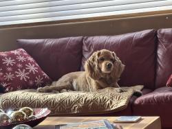 Lost Male Dog last seen Palisades and First ave, Oro Valley, AZ 85737