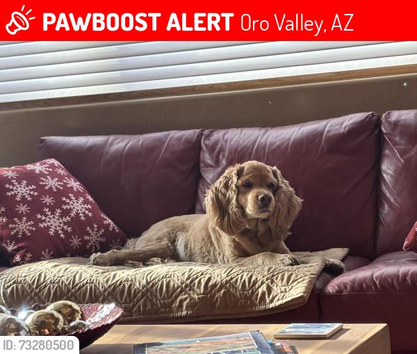 Lost Male Dog last seen Palisades and First ave, Oro Valley, AZ 85737