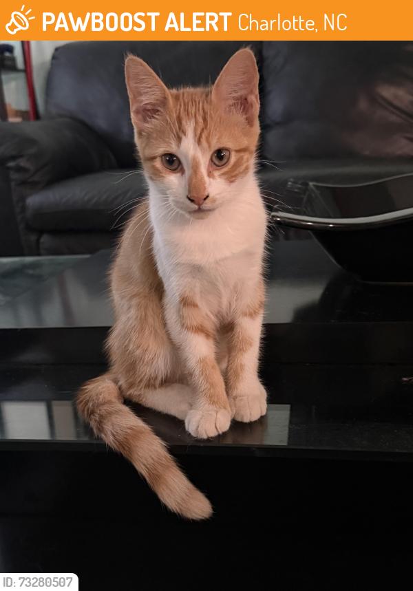 Found/Stray Male Cat last seen Top Golf Arrowood, Charlotte, NC 28273