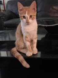 Found/Stray Male Cat last seen Top Golf Arrowood, Charlotte, NC 28273